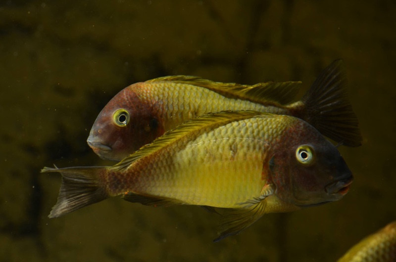 Tropheus moorii 'Musanga'